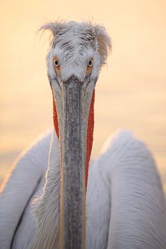 Portrait Pelican Sunrise Greece by Nanda Bussers