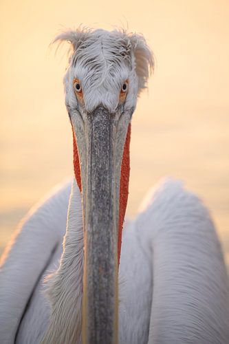 Portret Pelikaan Zonsopkomst Griekenland
