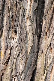 Robinia bark by Heiko Kueverling