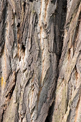 Schors van een robinia