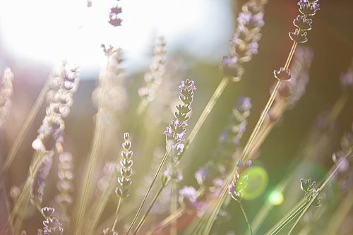 Zomerse lavendel