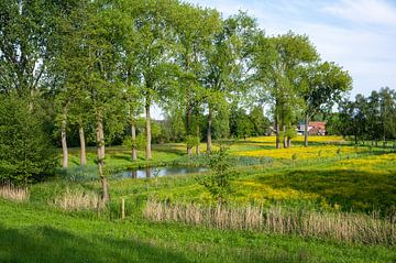 Tourbières dans les bois et prairies de Termonde sur Werner Lerooy