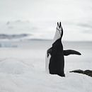 Roepende pinguïn van Ellen Zwagerman thumbnail