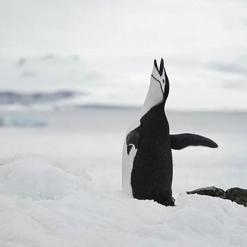 Roepende pinguïn van Ellen Zwagerman