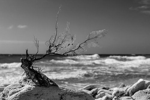 Weathered coral on Bonaire's rugged south coast by Humphry Jacobs