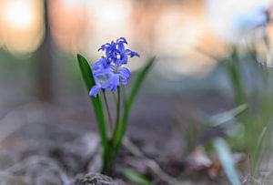 Blumen Teil 86