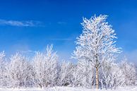White winter landscape by Adelheid Smitt thumbnail