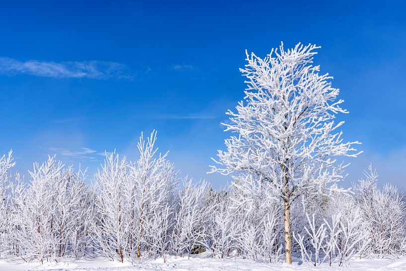 White winter landscape by Adelheid Smitt