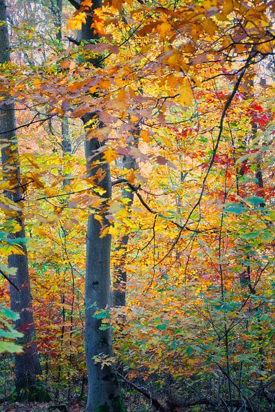 Pittoresque sentier forestier d'automne avec des feuillages aux couleurs vives et des feuilles qui tombent. par Martin Köbsch