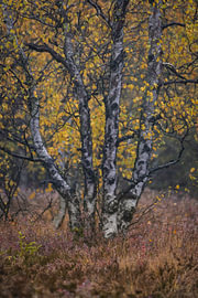 Paysage d'automne avec des bouleaux dans la lande sur Holger W. Spieker
