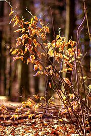 Golden leaves