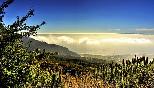 Natuur op TENERIFE    prachtige wildgroei horizon met helder blauwe lucht en bewolking
