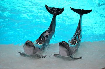 Bottlenose dolphins in Canada by Karel Frielink