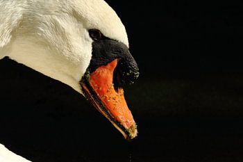 Portret van een zwaan