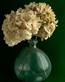 Stillleben mit getrockneter Hortensie von Elly Sankes