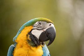 Porträt eines Papageis