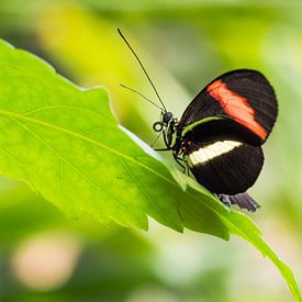 Zwarte vlinder met witte en oranje streep op groen blad van Esther van Lottum-Heringa