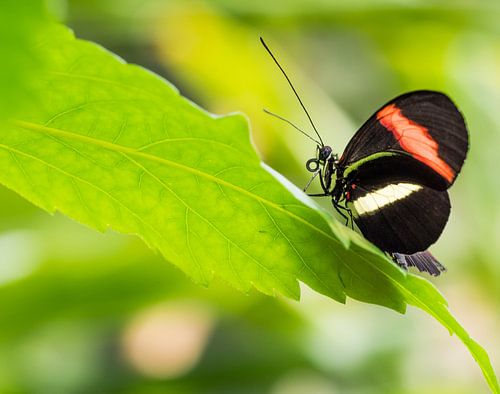 Zwarte vlinder met witte en oranje streep op groen blad