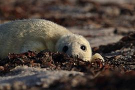Grey Seal Howler Helgoland Island Germany by Frank Fichtmüller