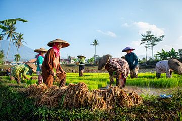 Nouveaux plants de riz sur Ellis Peeters