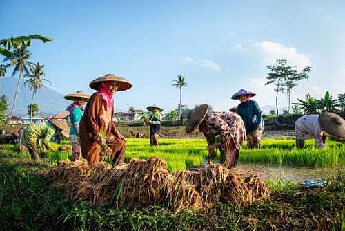 New rice plants by Ellis Peeters