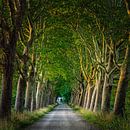 Halder/ Haanwijk by Goos den Biesen thumbnail