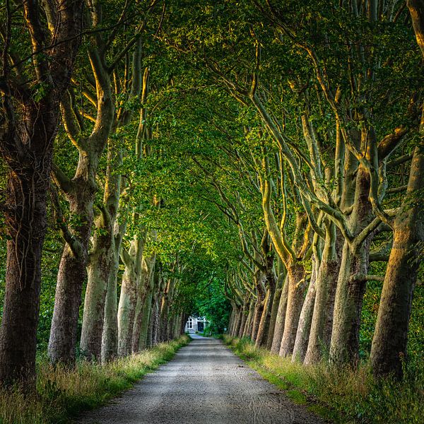 Halder/ Haanwijk by Goos den Biesen