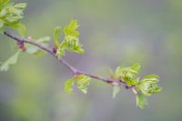 Budding leaf