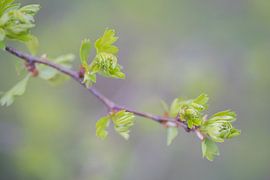 Knospendes Blatt von Margreet Riedstra