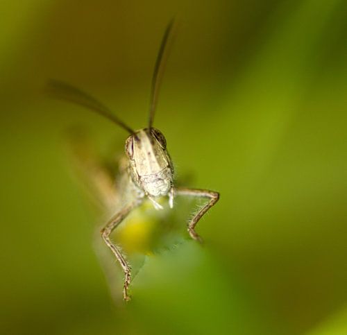 Sprinkhaan springt uit de bosjes