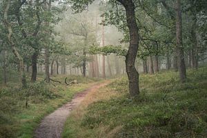 Der stille Wald