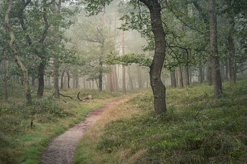 The quiet forest van John Goossens Photography