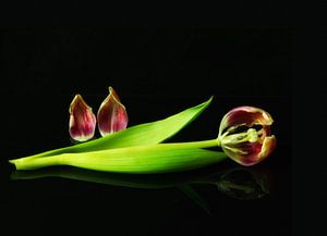 Het einde van een tulp by Monique van Velzen