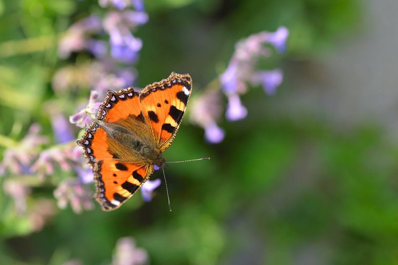 redhead by Karin Jähne