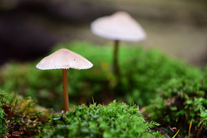 Ein Pilz auf dem Moos