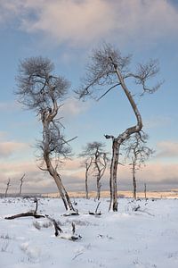 Winter in the High Fens by Rolf Schnepp