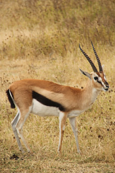 Gazelle de Tanzanie