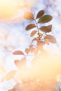 Herrliches Licht