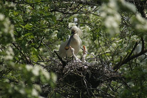 Spoonbill with young
