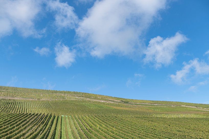 La vigne au Luxembourg par Richard Wareham