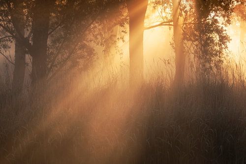 Prachtige zonneharpen creëren een sprookjesachtige sfeer in het bos