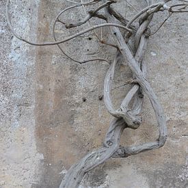 Un albero a Roma van Laura Luca