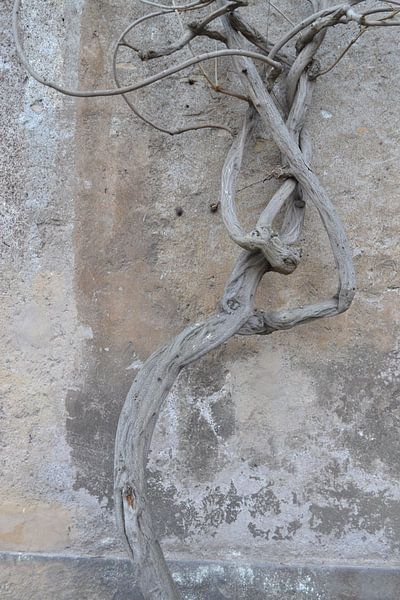 Un albero a Roma van Laura Luca