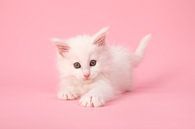Main coon kitten van Elles Rijsdijk thumbnail