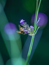 A blind bee on the lavender by Willemijn Wolthaus