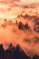 Orange fog covers the forest