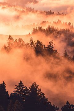 Oranje mist bedekt het bos