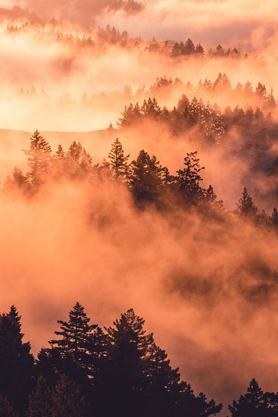 Une brume orange recouvre la forêt par Jan Diepeveen