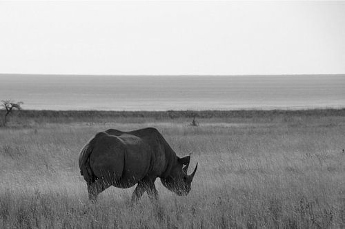 Neushoorn op de savanne in afrika