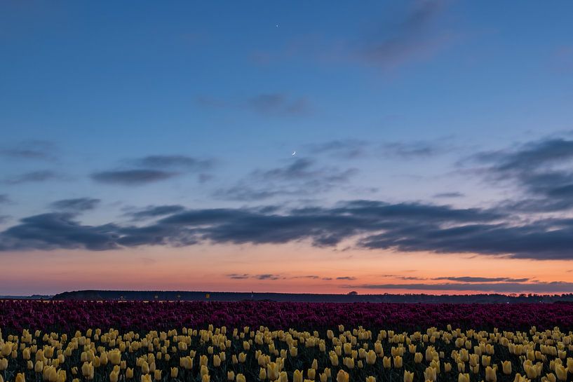 Tulpen van Johan Mooibroek